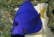 Purple Tang